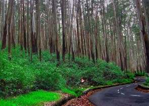 7gholidaysbala, kodaikanal places